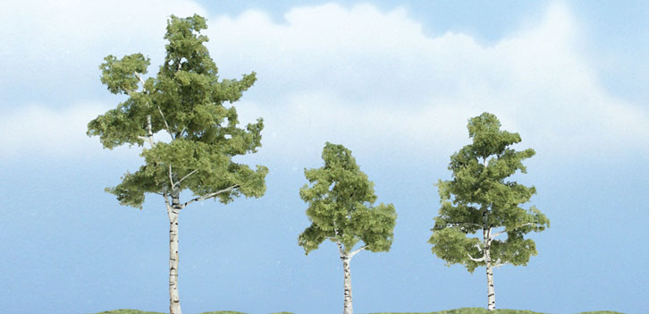 Paper Birch - Pack of 3