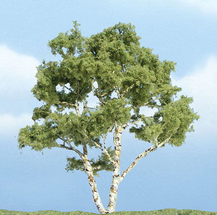 WOO1601 3.87 in. Birch Prem Tree