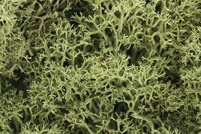 Spring Green Lichen