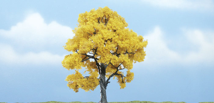 WOO1613 4 in. Fall Beech Prem Tree