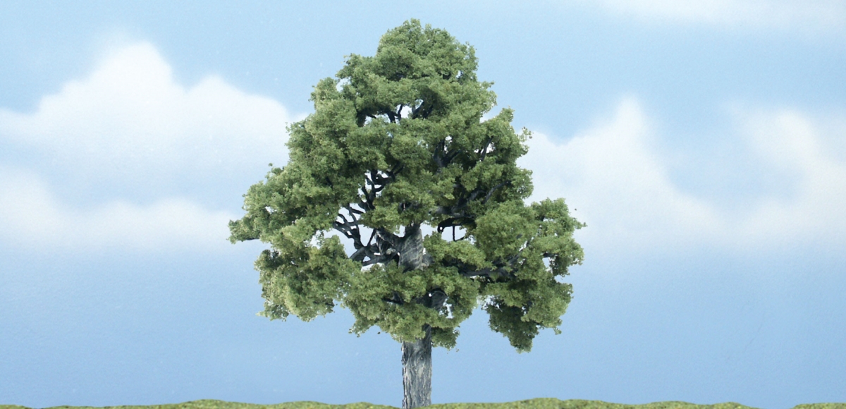 4 in. Beech Prem Tree