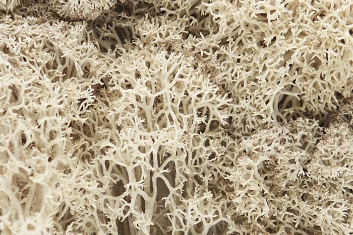 Natural Lichen