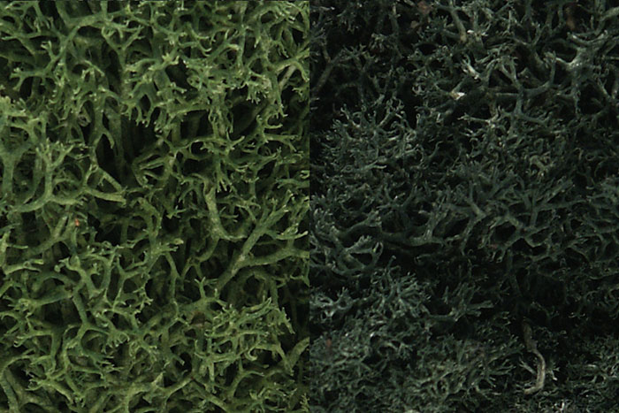 Dark Green Mix