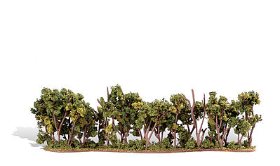 1 - 2 in. Hedge Row