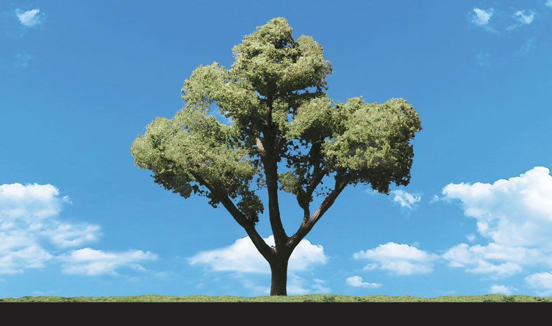 WOO3506 3-4 in. Early Light Trees