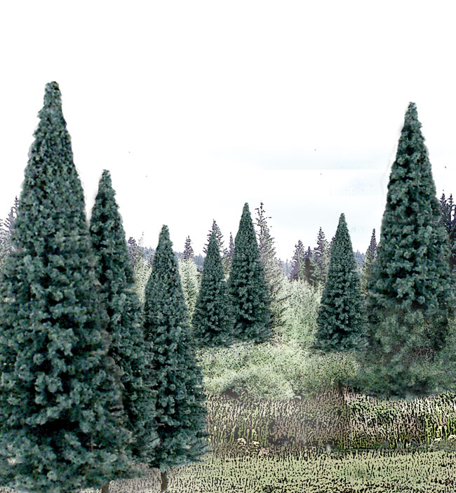 WOO1588 4 x 6 in. Blue Spruce, Pack of 13