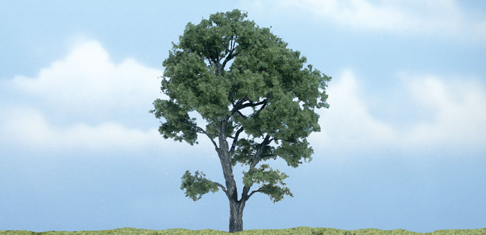 WOO1610 4.5 in. Maple Tree