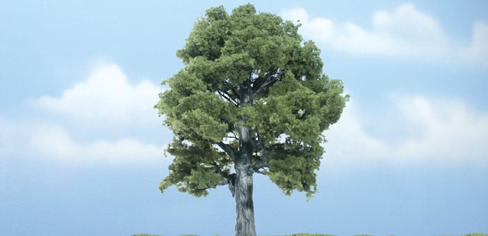 WOO1620 5 in. Oak Tree