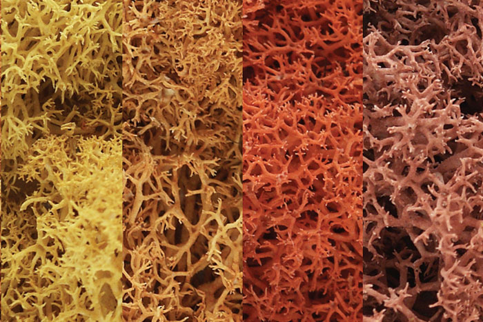 WOO165 86.6 in. Lichen - Autumn Mix