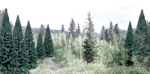 Blue Spruce - Pack of 18