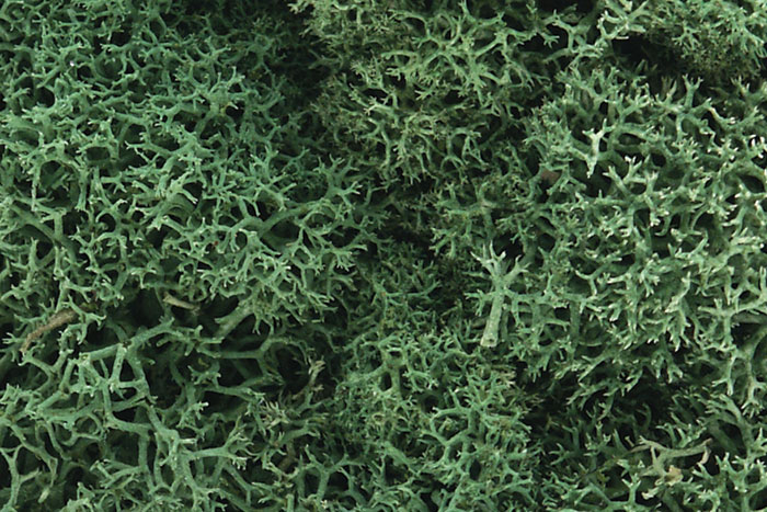 WOO162 Light Green Lichen