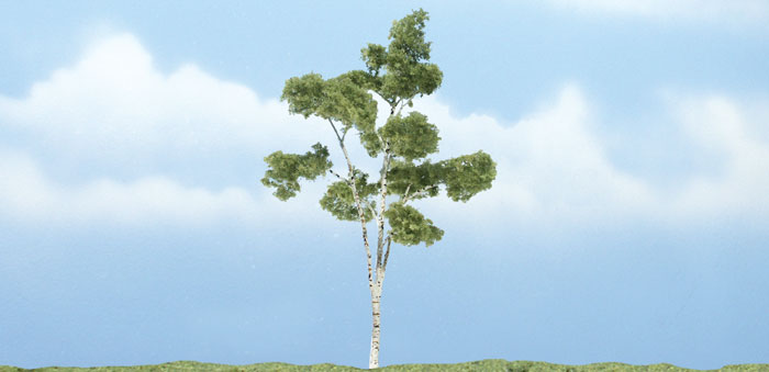 WOO1616 4 in. Paper Birch