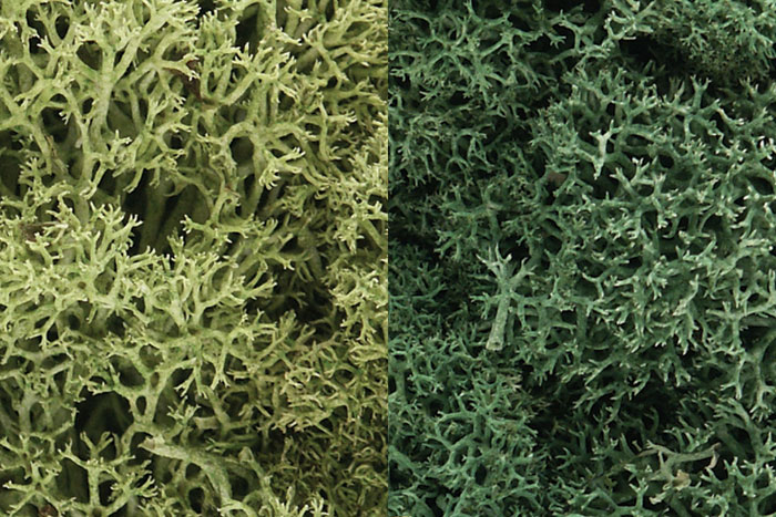 WOO167 Lichen - Light Green Mix