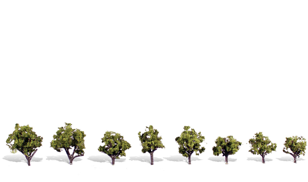 0.75-1.25 in. Early Light Tree