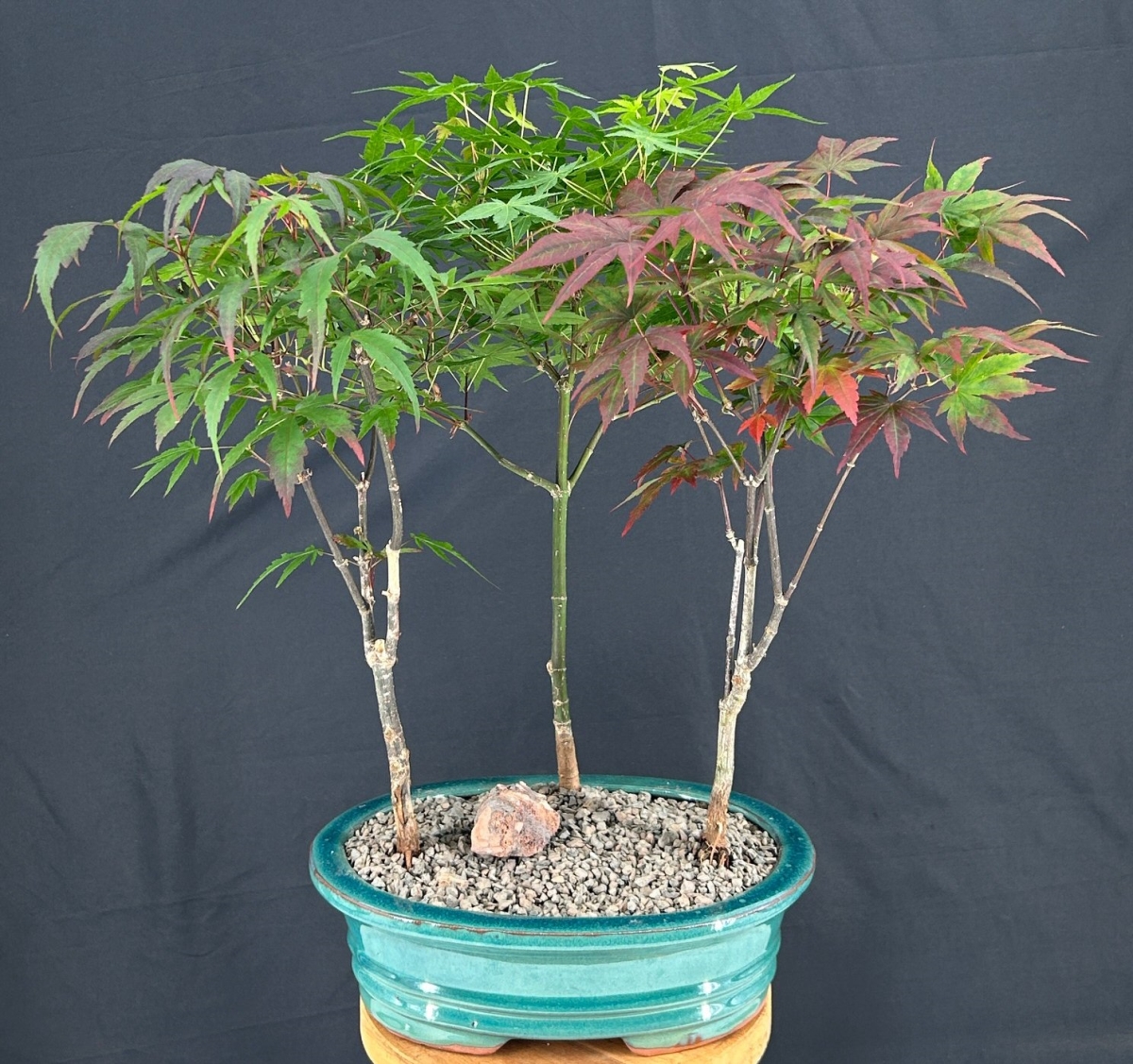 c2082 Japanese Maple Bonsai Tree with Three Tree Forest Group - Acer Palmatum