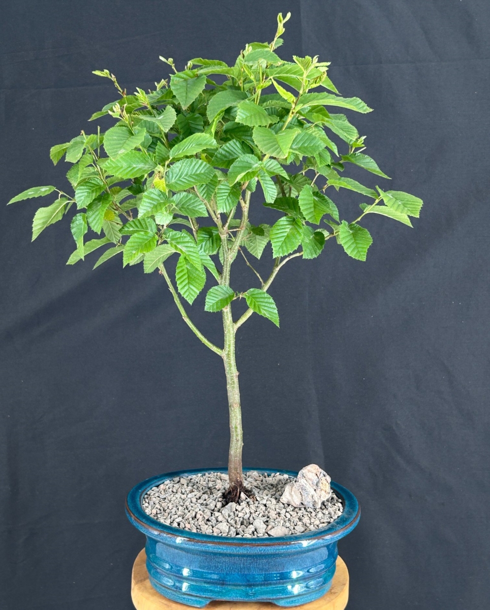 c2083 Korean Hornbeam Bonsai Tree - Carpinus Koreana Model Rocket