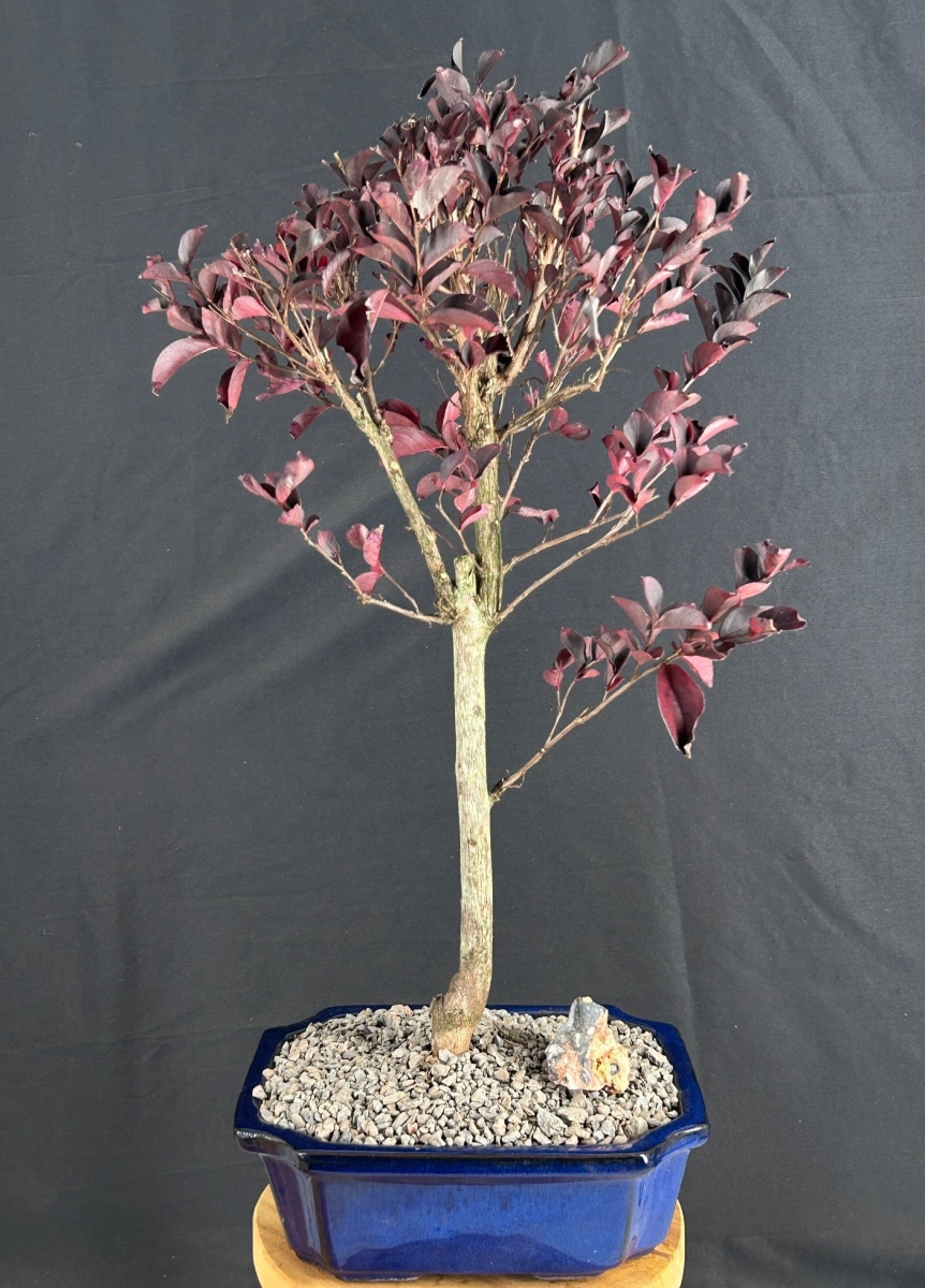 c2084 Flowering Crape Myrtle Bonsai Tree - Lagerstroemia Indica Black Diamond