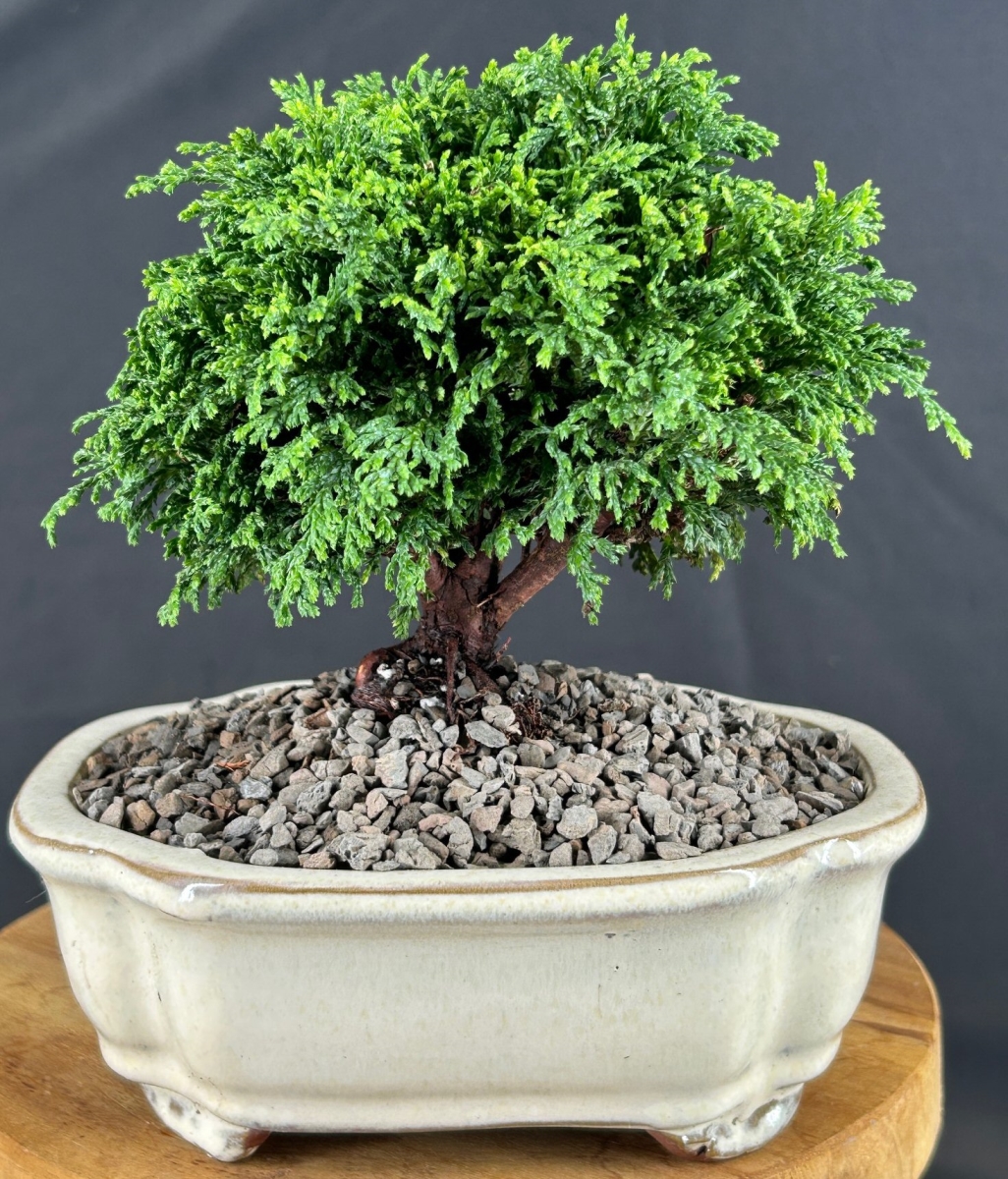c2086 Tsukomo Cypress Bonsai Tree - Chamaecyparis Pisifera Tsukomo
