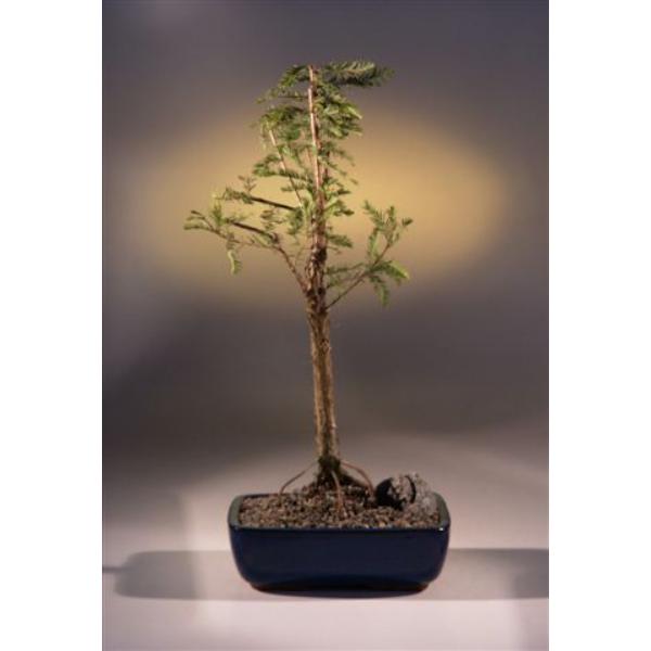 e1659 Bald Cypress Bonsai Tree - Taxodium Distichum