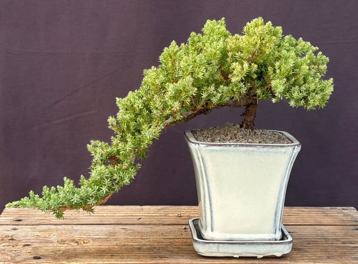 e1856 Juniper Bonsai Tree - Cascade Style Juniper Procumbens Nana