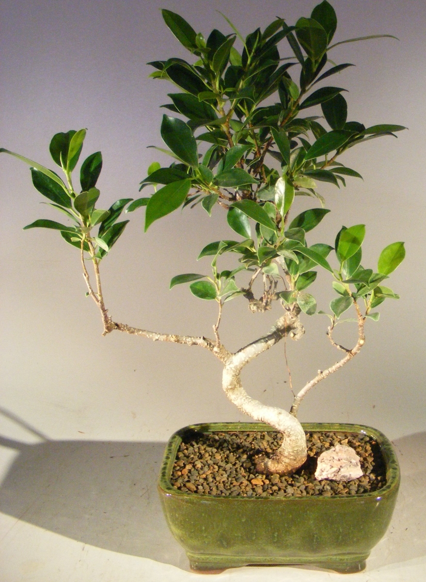 b2025 Ficus Retusa Bonsai Tree - Curved Trunk Style - Small