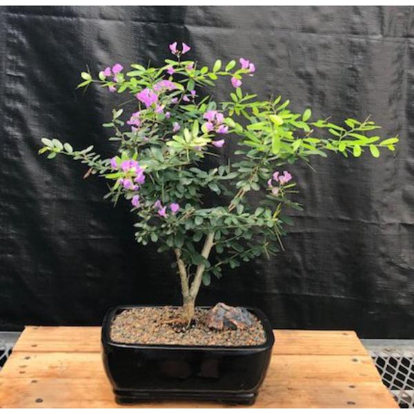 b2032 Flowering Desmodium Bonsai Tree - Desmodium Unifoliatum