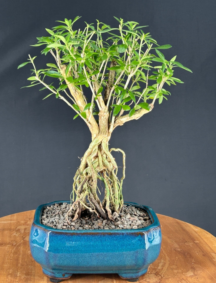 b2039 Chinese Flowering White Serissa Bonsai Tree with Raised Roots Tree of a Thousand Stars - Serissa Japonica