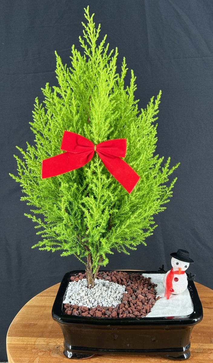 b2100 Lemon Cypress Bonsai Tree with Holiday Landscape Scene - Cupressus Macrocarpa