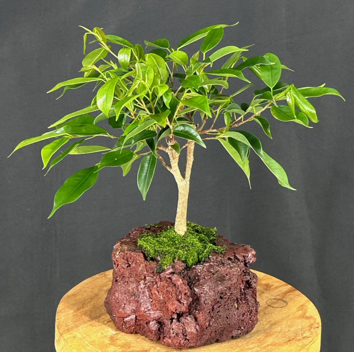 b2103 Oriental Ficus Bonsai In Lava Rock - Ficus Benjamina Orientalis