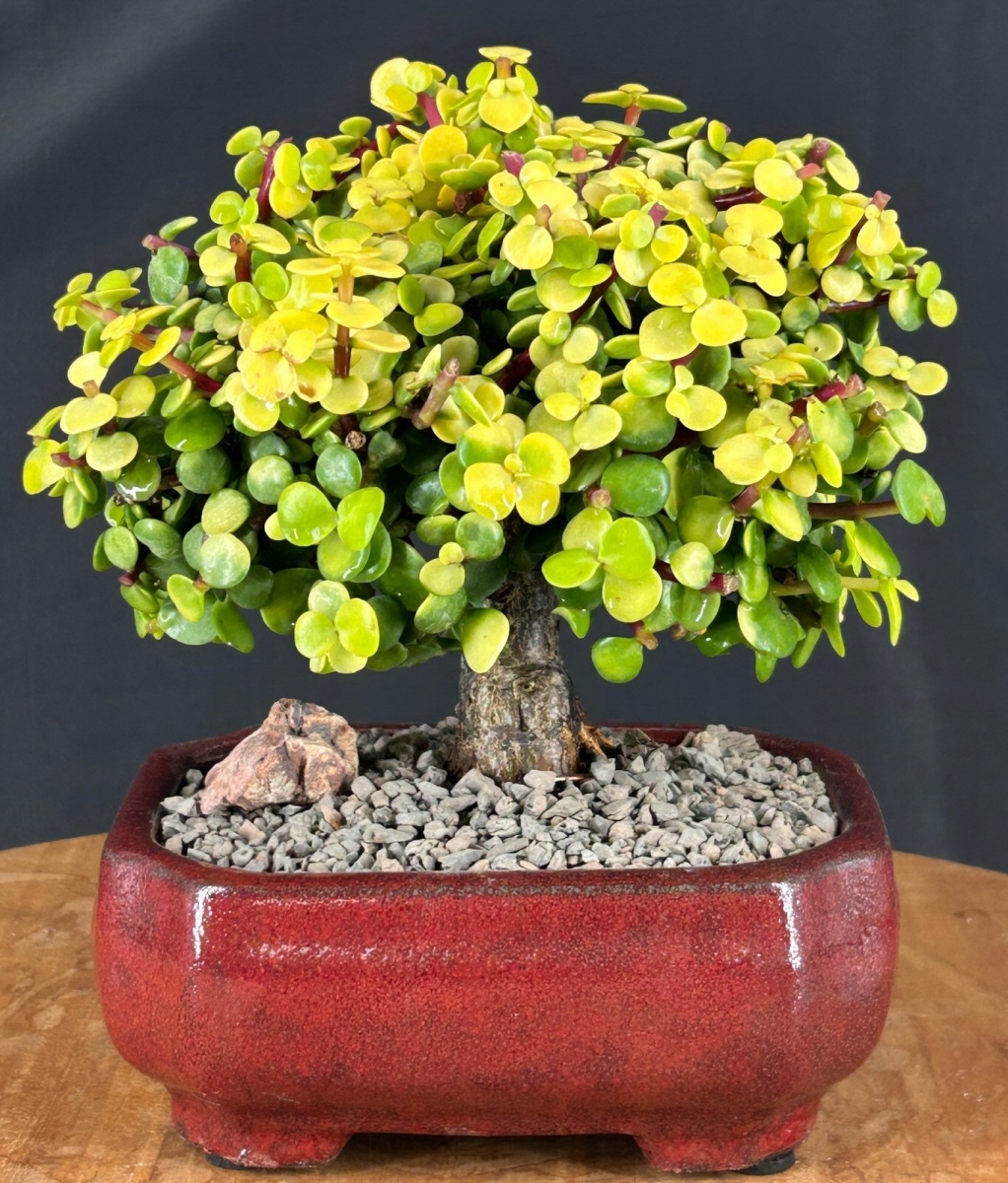 b2104 Golden Baby Jade Bonsai Tree - Portulacaria Afra Aurea