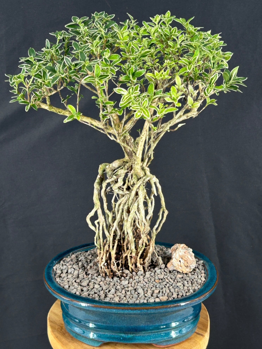 c1205a Flowering Mount Fuji Serissa Bonsai Tree with Raised Roots Serissa Foetida - Large