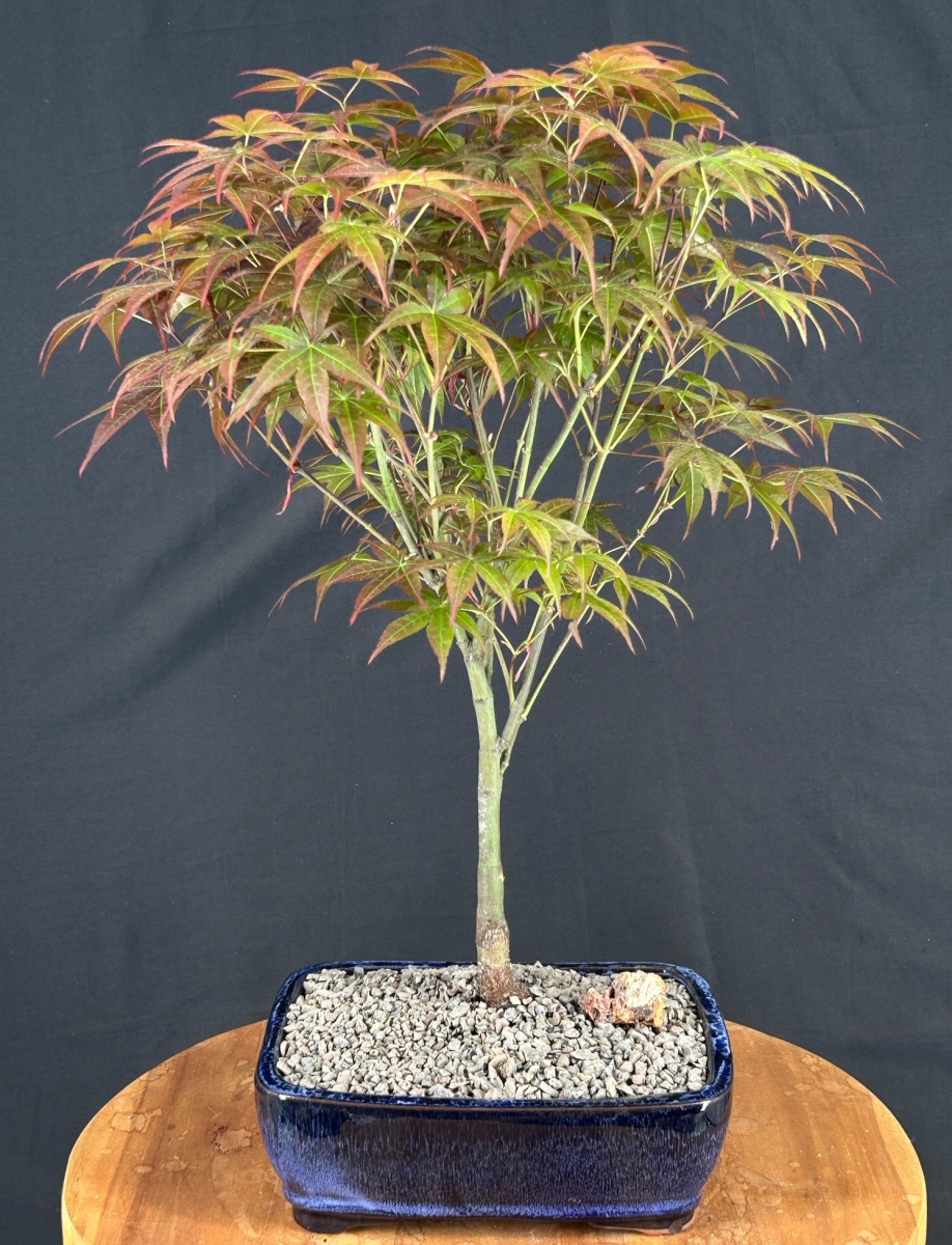 c2043 Japanese Red Maple Bonsai Tree - Acer Palmatum Rhode Island Red