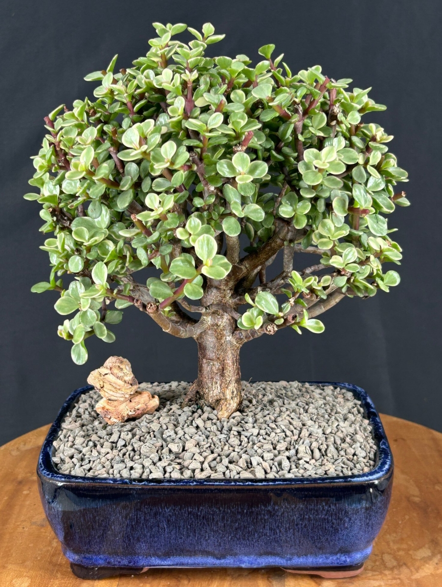 e2692 Baby Jade Bonsai Tree with Variegated - Portulacaria Afra Variegata - Large