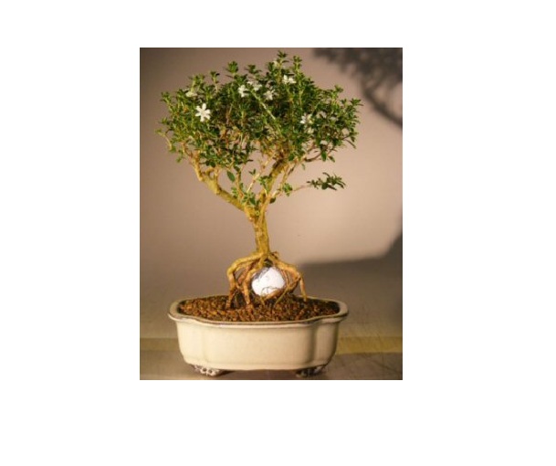 e2853 Flowering Mount Fuji Serissa with Golf Ball - Serissa Foetida
