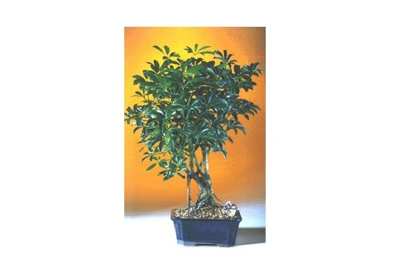 e3126 Hawaiian Umbrella Bonsai Tree with Complete Starter Kit