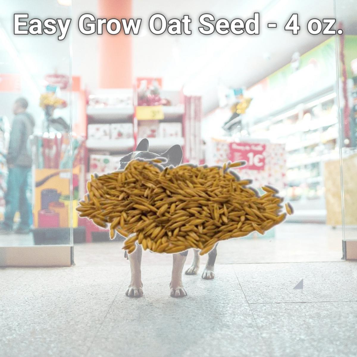 Picture of Imperial Cat 00120 Easy Grow Oat Seed - 4 oz.