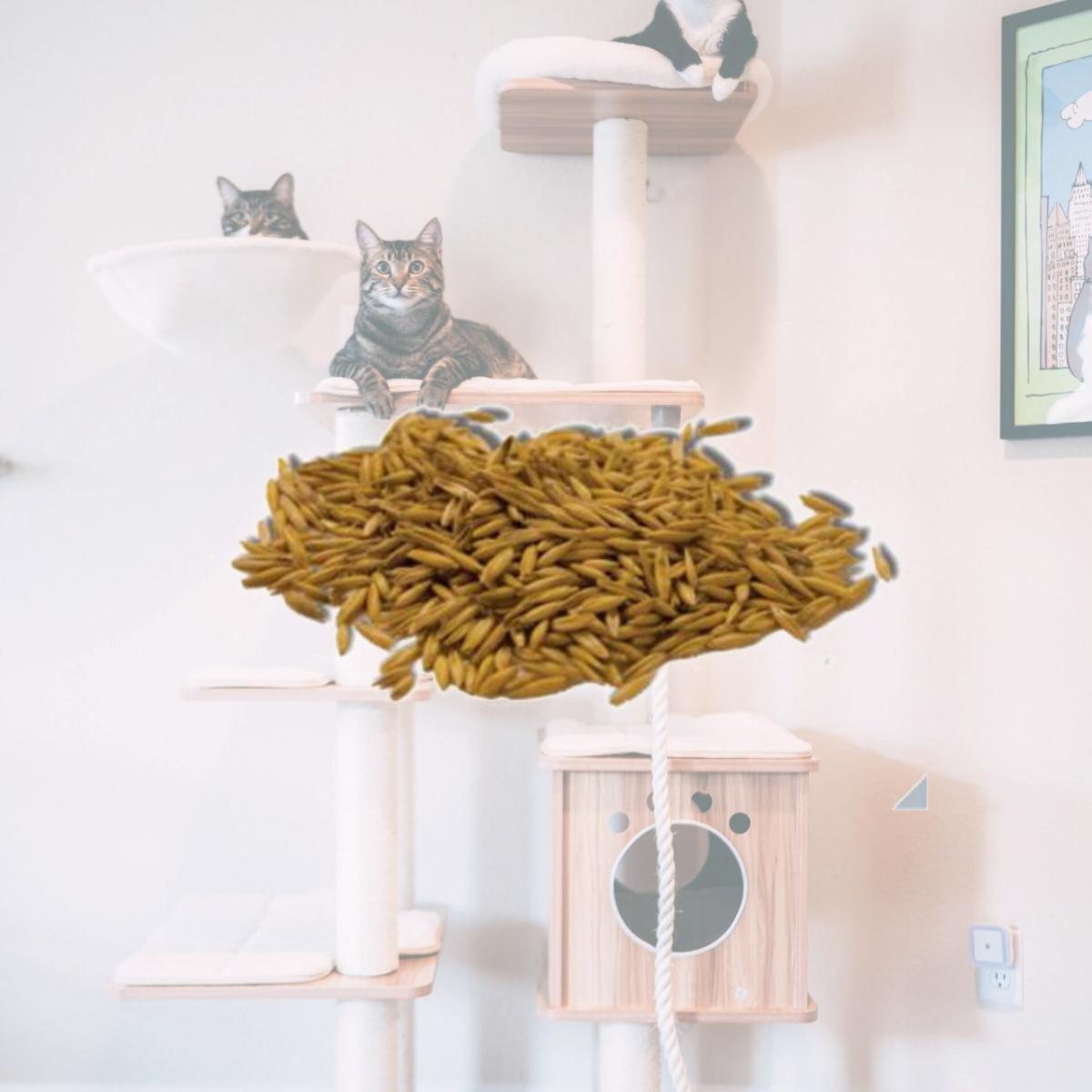 Picture of Imperial Cat 00120 Easy Grow Oat Seed - 4 oz.