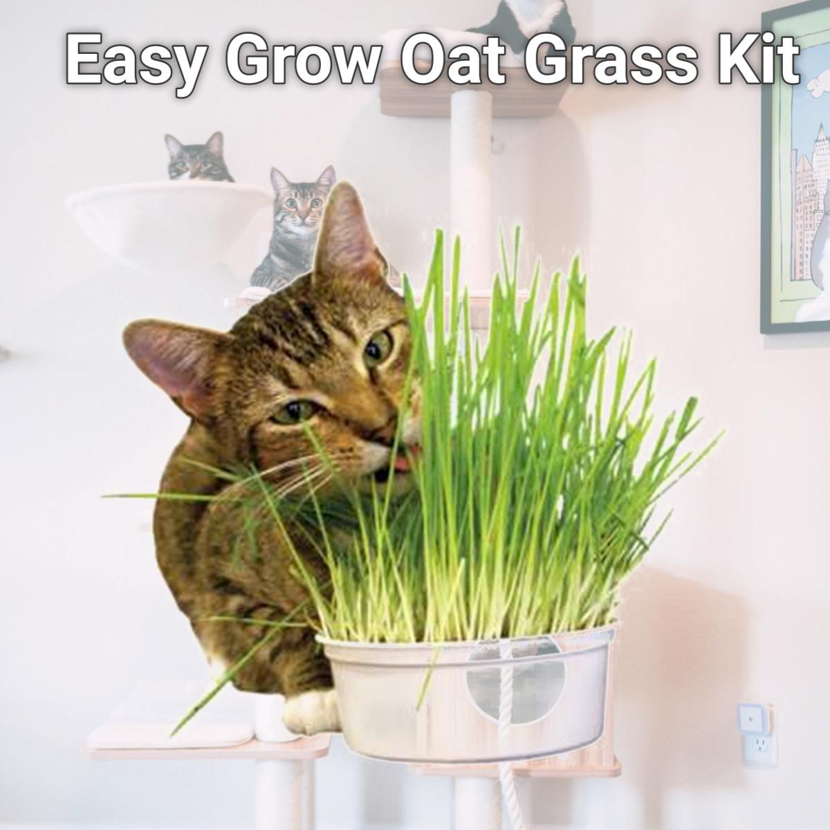 Picture of Imperial Cat 00121 Easy Grow Oat Grass Kit