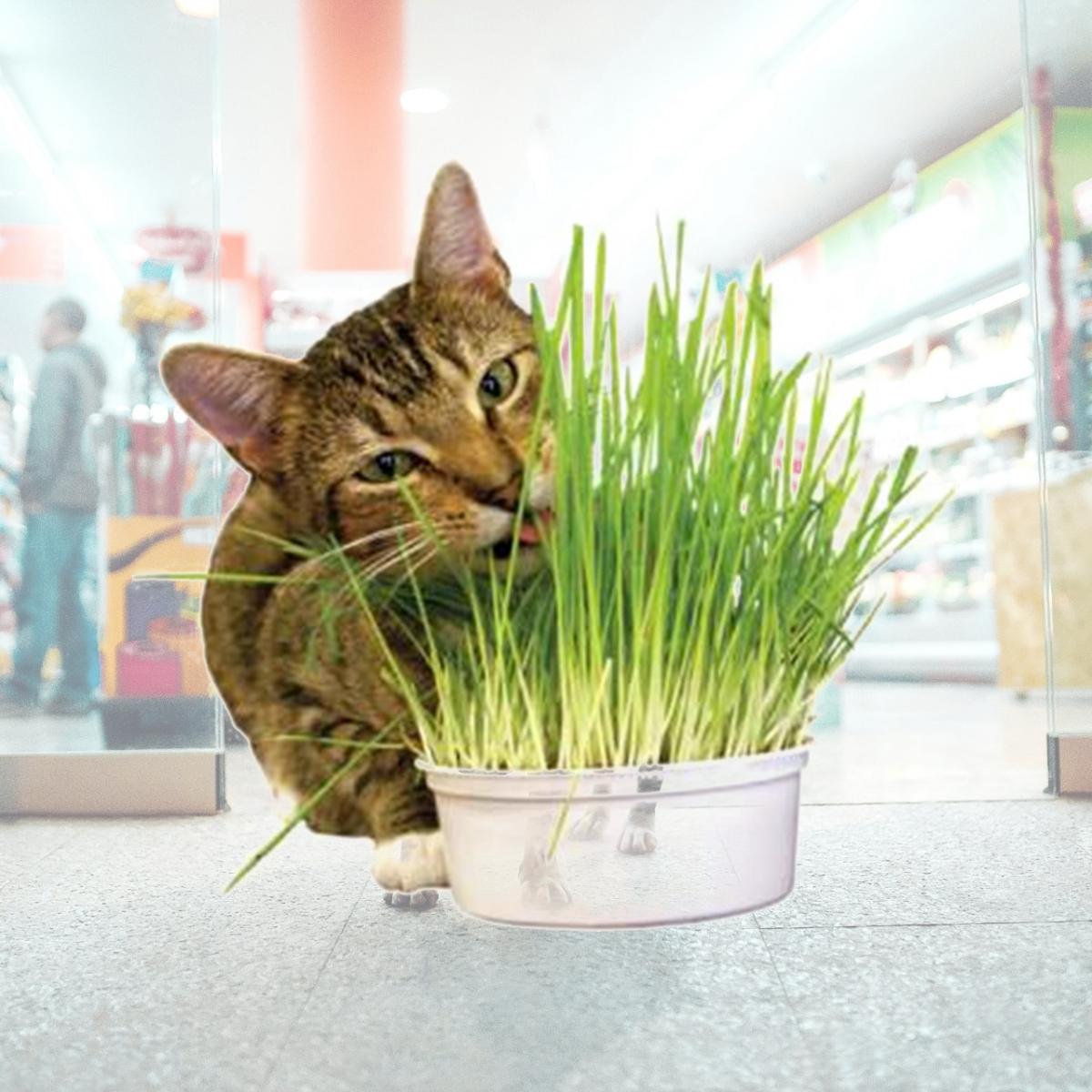 Picture of Imperial Cat 00121 Easy Grow Oat Grass Kit