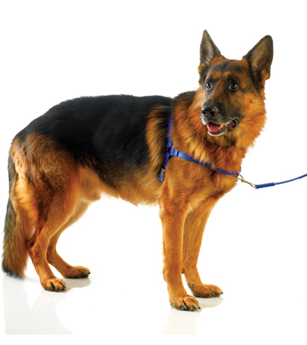 Picture of Ultrahund 4136-RY-XS Freedom Harness&#44; Royal - Extra Small