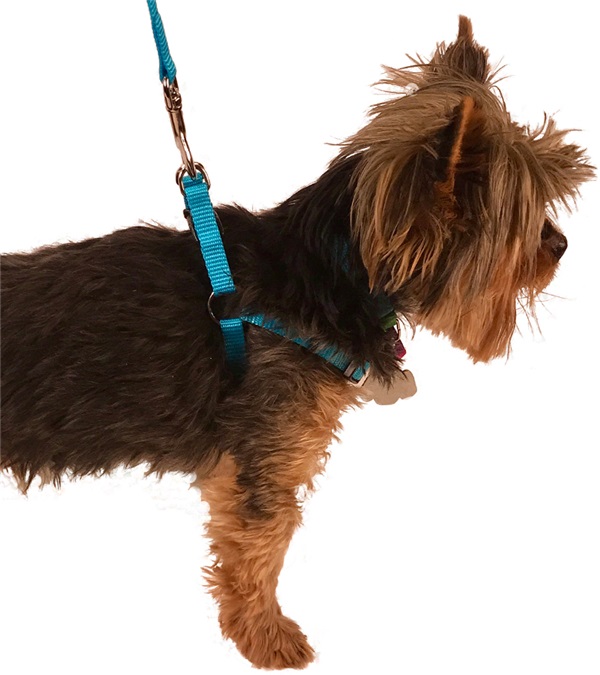Picture of Valhoma 3924-RY-S Adjustable Harness, Royal Blue - Small - 14-20 in.