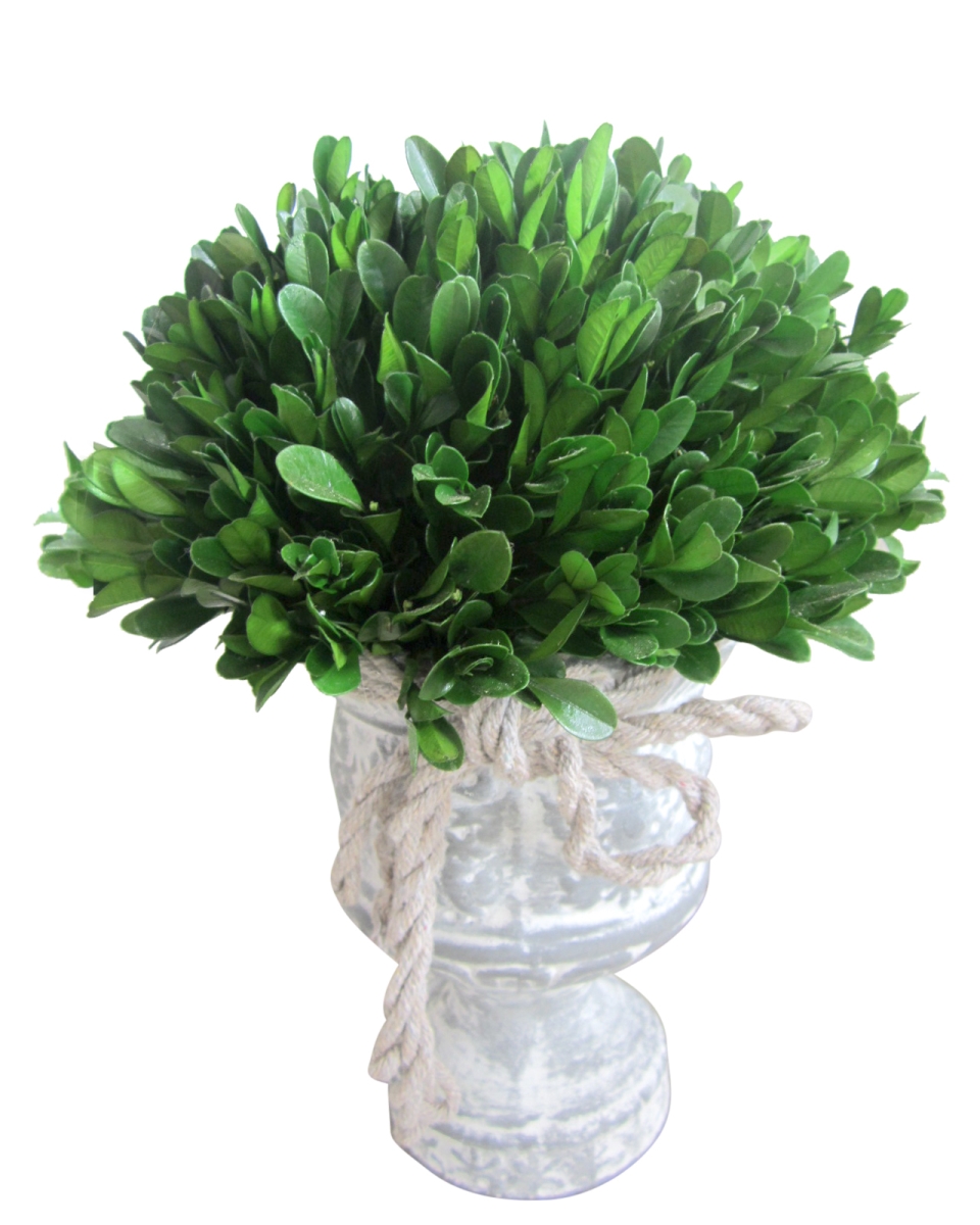 12 in. Holly & Boxwood Topiary Tree