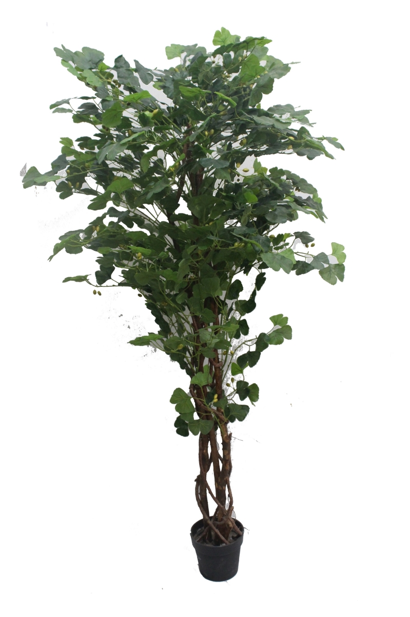 70 in. Ginkgo Tree