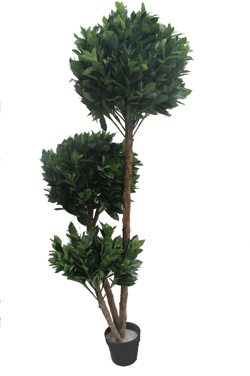 71 in. Globe Fourtune Tree