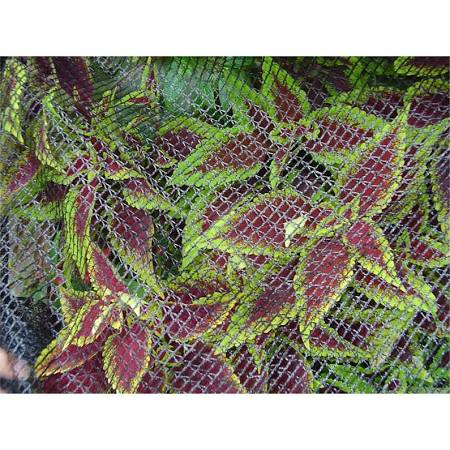Dewitt  7 x 20 ft. Bird Barricade Protective Plant Netting