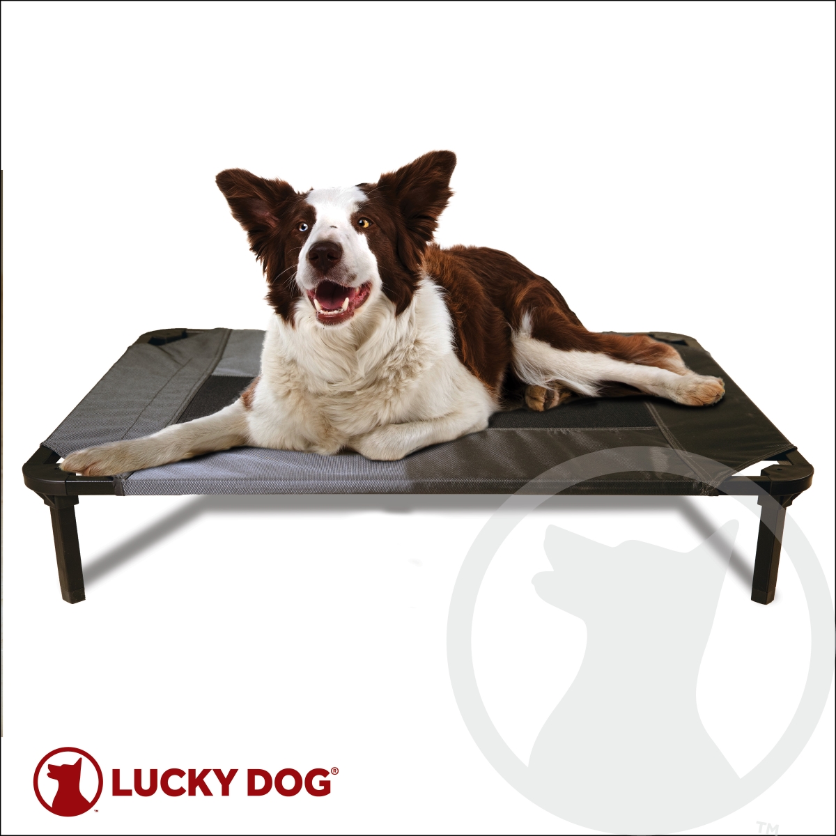 Picture of Lucky Dog CMB10136-ZE0310 36 in. Elevated Pet Bed