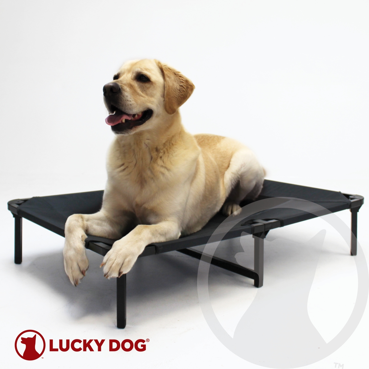 Picture of Lucky Dog CMB10142-ZE0310 42 in. Elevated Pet Bed