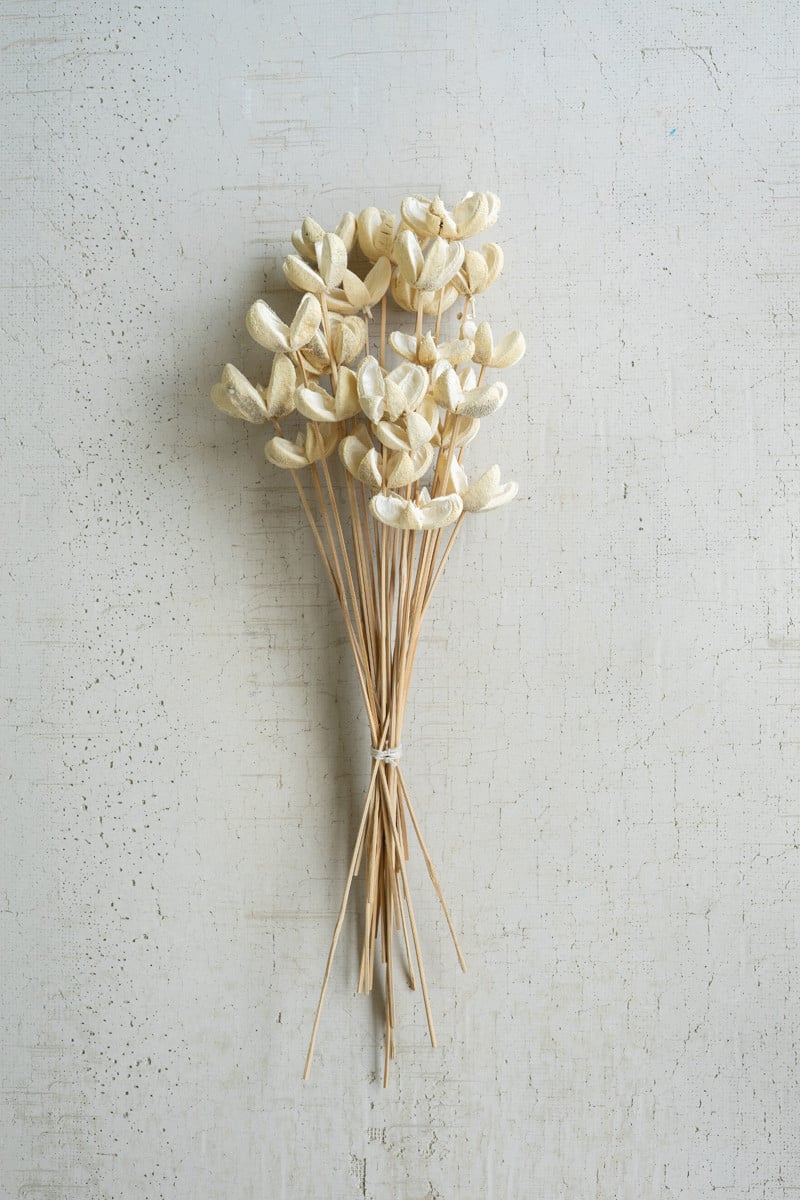NGLB1017 Bleached Bullet On Stems Flowers - Bundle of 24