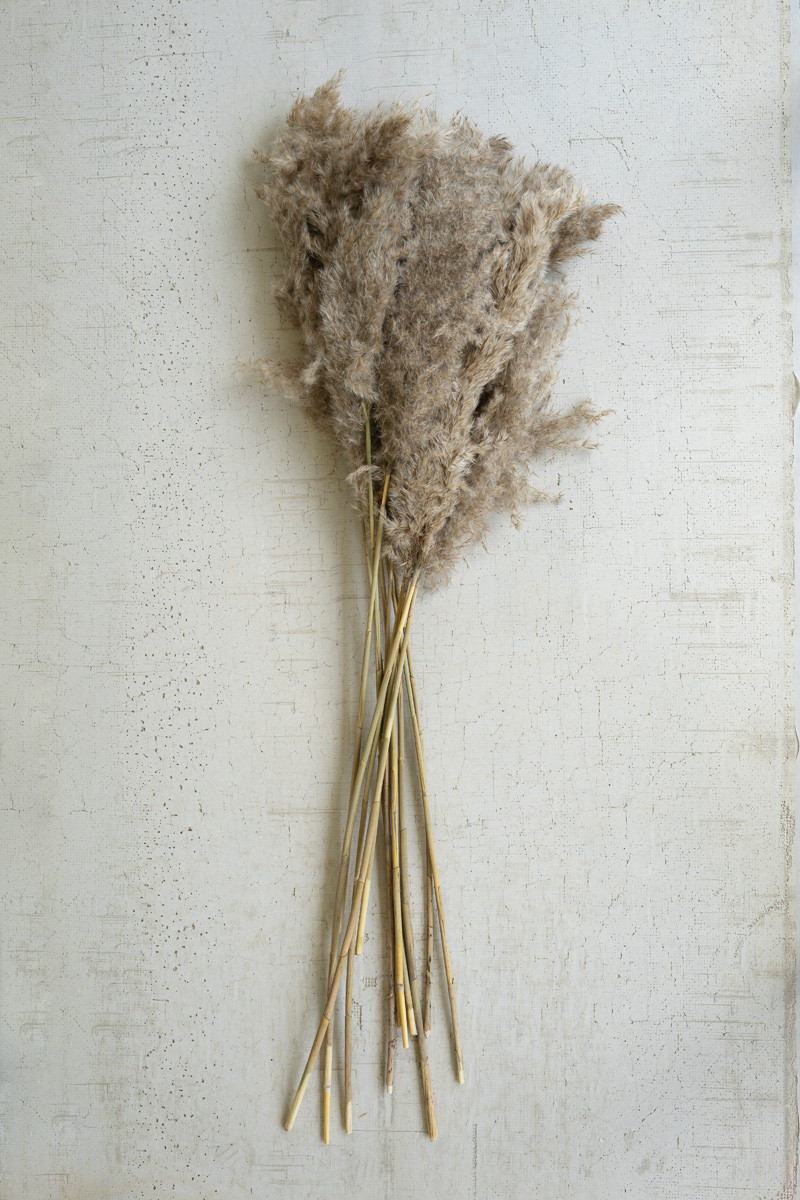 NGLB1044 Bundle of Natural Pampass Grass - Large