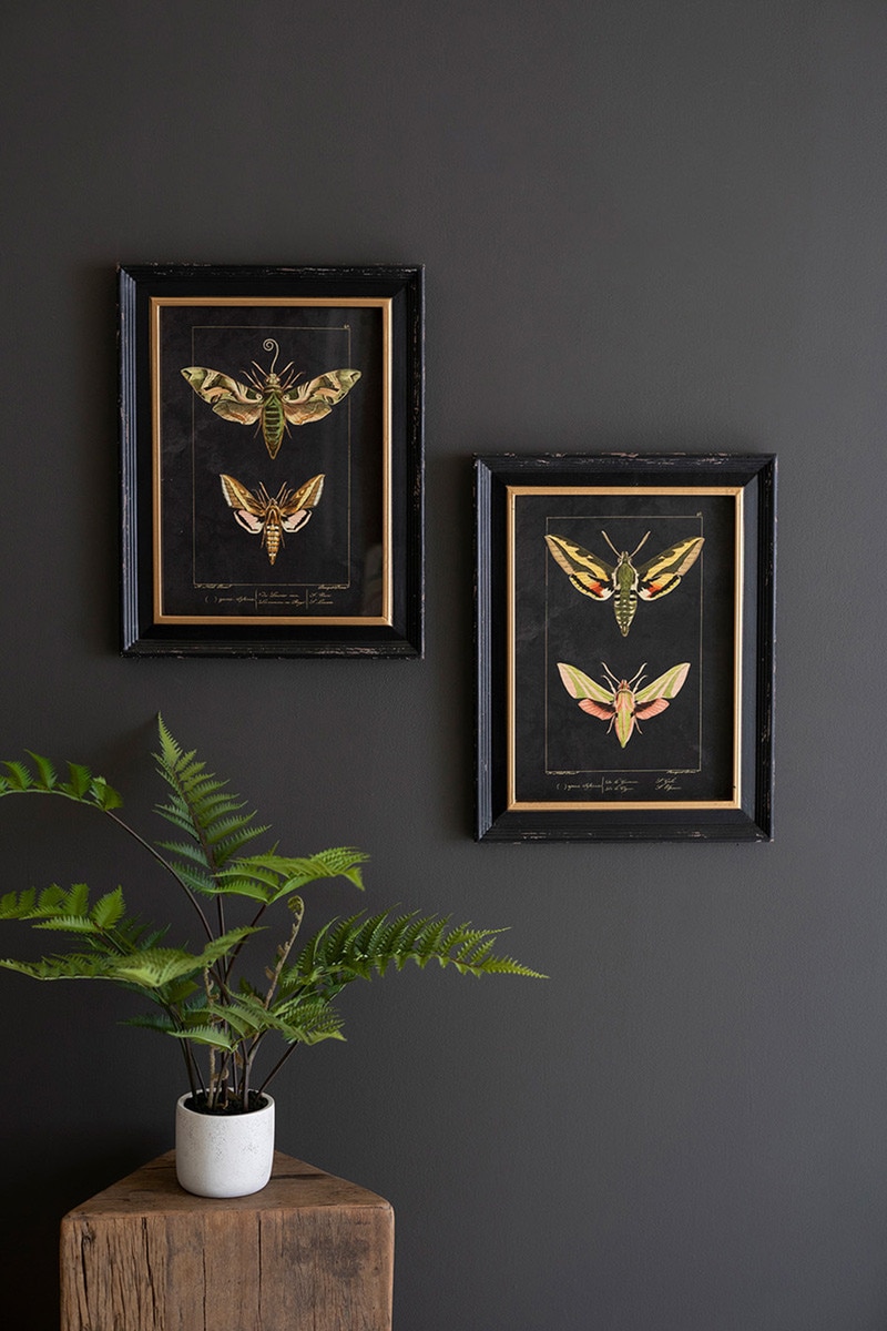 CHH1518 Framed Moth Prints Under Glass, Multi Color - Set of 2